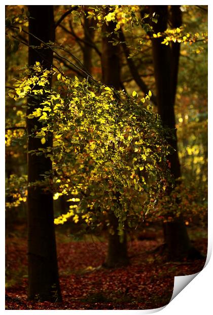 Sunlit Leaves Print by Simon Johnson