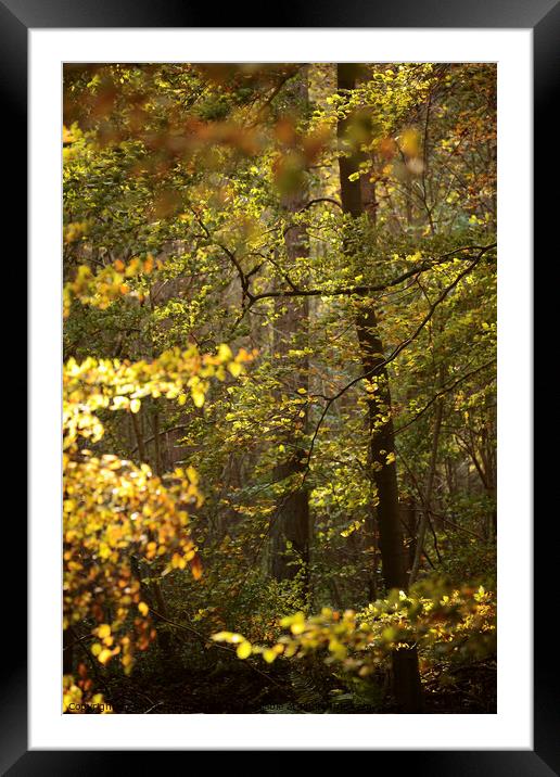 Sunlit Beech Woodland Framed Mounted Print by Simon Johnson