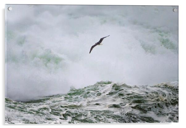  Gull & Wave Acrylic by Jon Pear