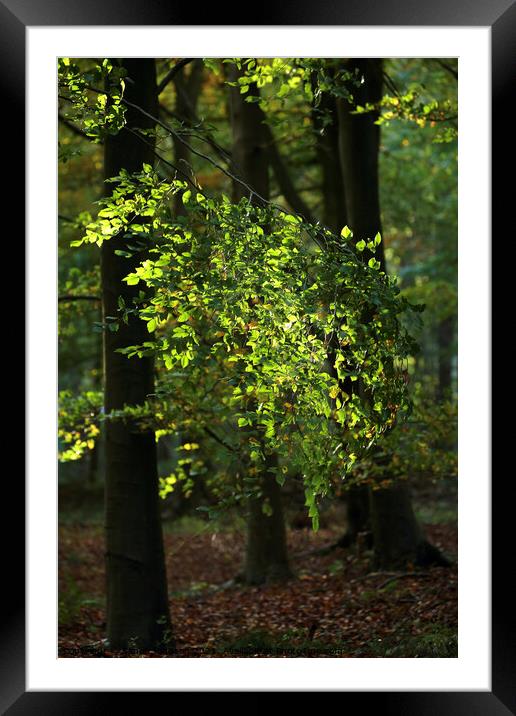 Sunlit leaves Framed Mounted Print by Simon Johnson