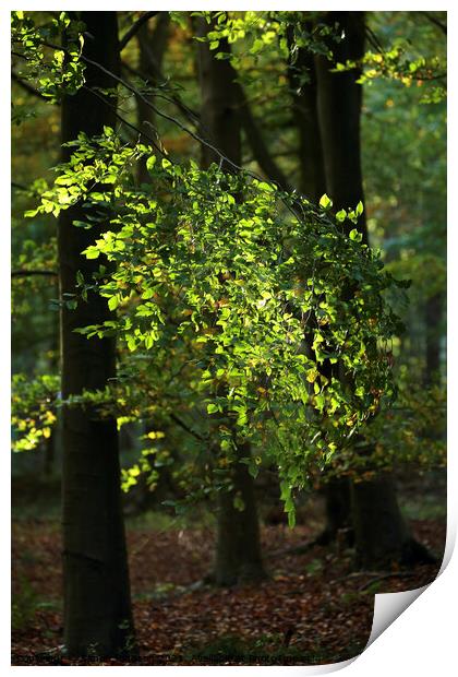 Sunlit leaves Print by Simon Johnson