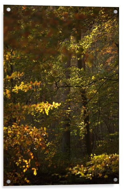 Sunlit woodland Acrylic by Simon Johnson