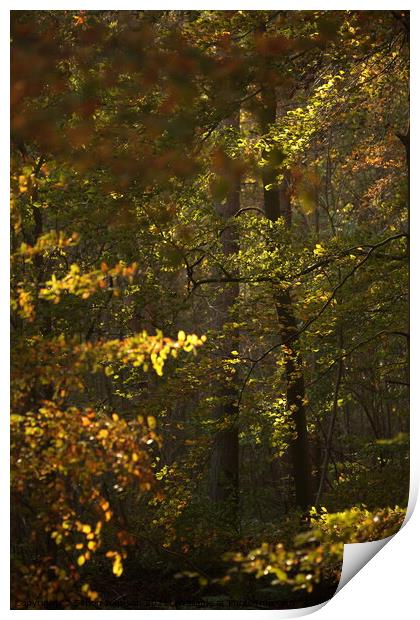 Sunlit woodland Print by Simon Johnson