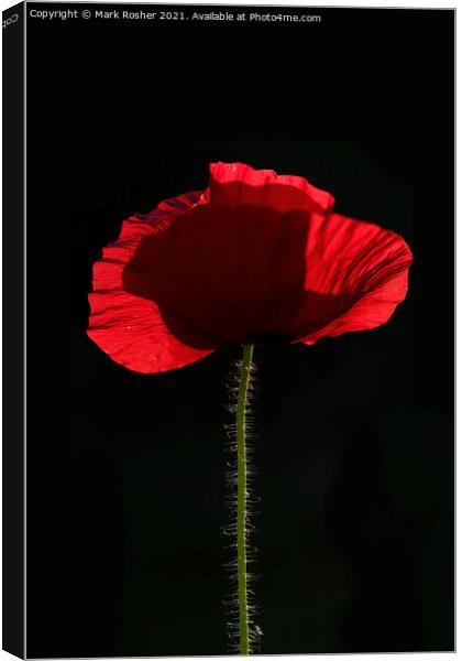 Backlit Red Poppy on Black Background Canvas Print by Mark Rosher