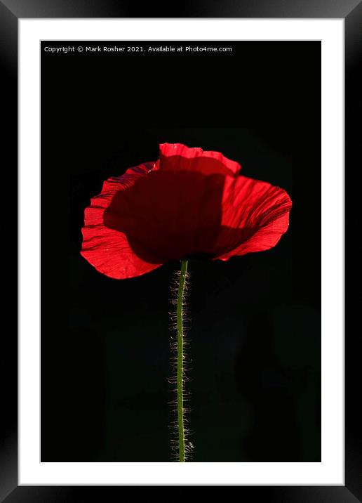 Backlit Red Poppy on Black Background Framed Mounted Print by Mark Rosher