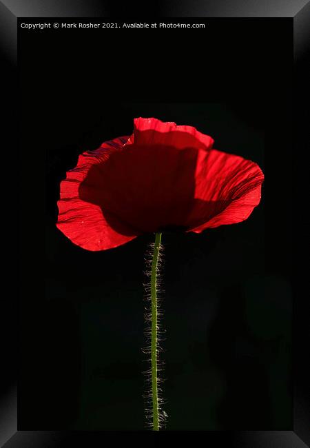 Backlit Red Poppy on Black Background Framed Print by Mark Rosher