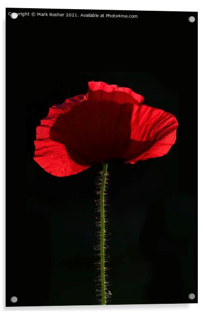 Backlit Red Poppy on Black Background Acrylic by Mark Rosher