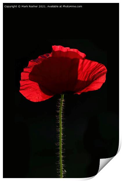 Backlit Red Poppy on Black Background Print by Mark Rosher