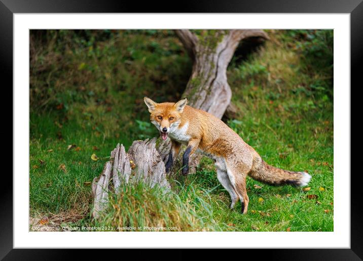 Fox (Vulpes vulpes) Framed Mounted Print by Graham Prentice