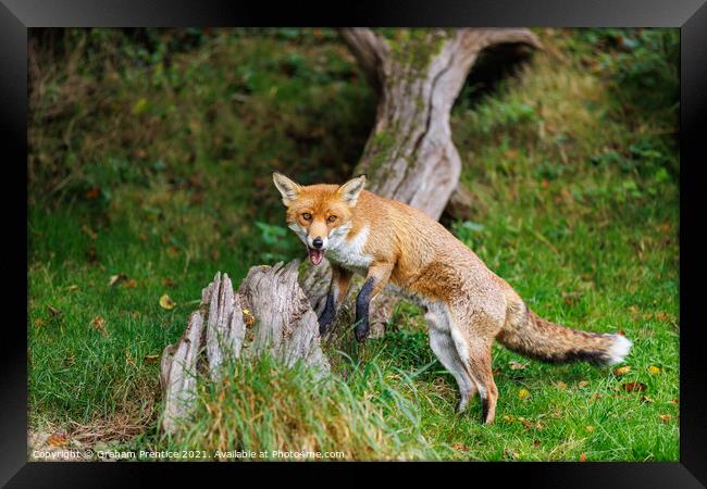 Fox (Vulpes vulpes) Framed Print by Graham Prentice