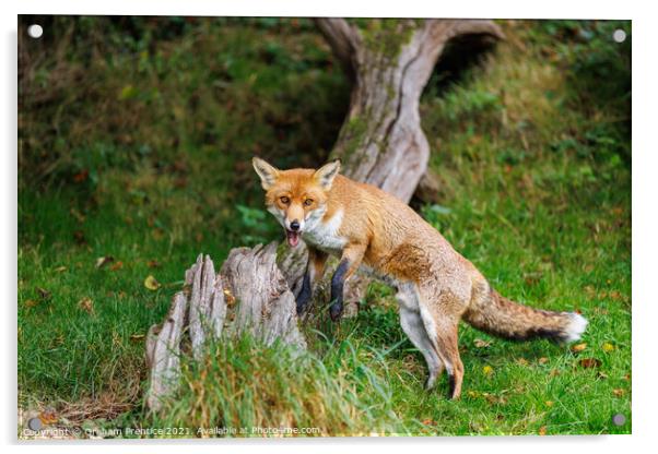 Fox (Vulpes vulpes) Acrylic by Graham Prentice