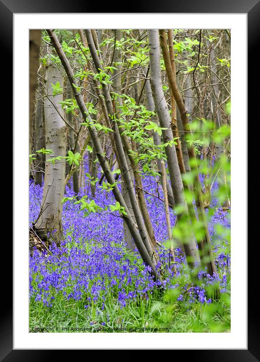 Bluebell Wood Framed Mounted Print by Phil Robinson