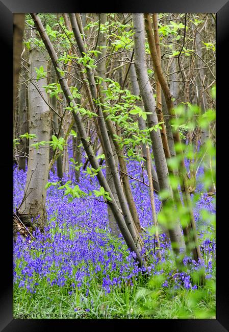 Bluebell Wood Framed Print by Phil Robinson