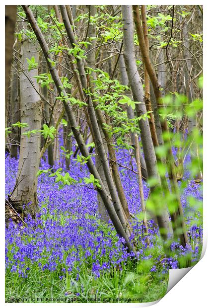 Bluebell Wood Print by Phil Robinson