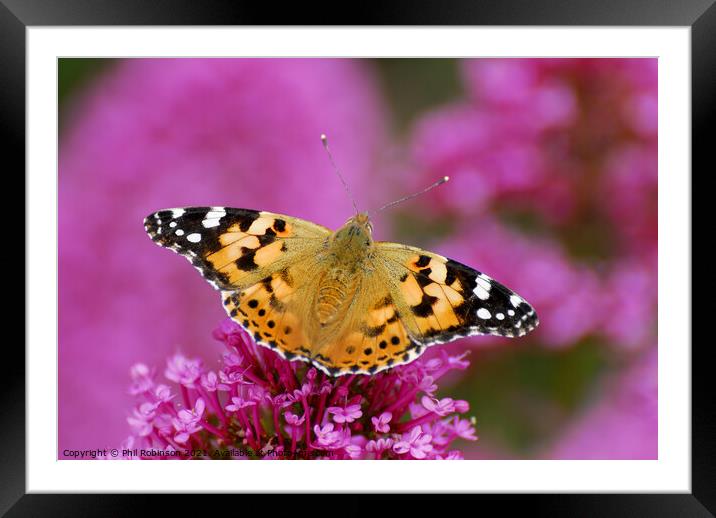 Painted Lady Butterfly Framed Mounted Print by Phil Robinson