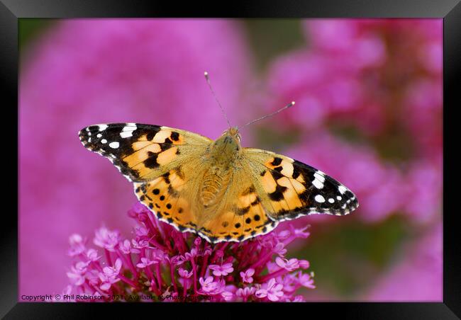 Painted Lady Butterfly Framed Print by Phil Robinson