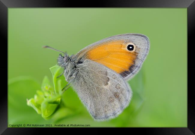 Small Heath Butterfly Framed Print by Phil Robinson