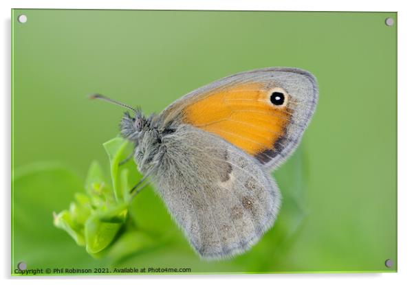 Small Heath Butterfly Acrylic by Phil Robinson