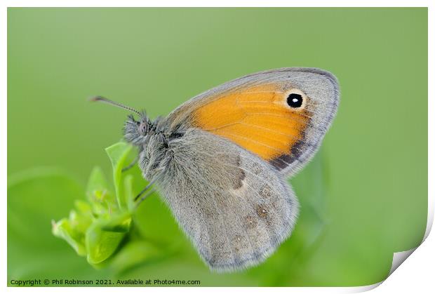 Small Heath Butterfly Print by Phil Robinson