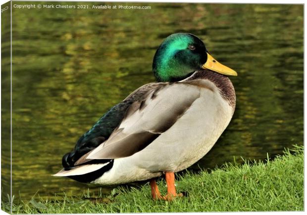 Serene Mallard by the Lake Canvas Print by Mark Chesters