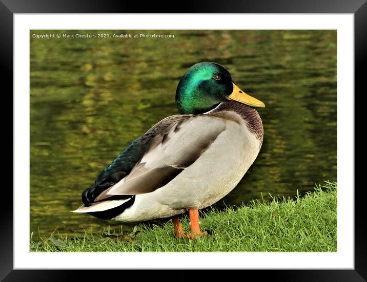 Serene Mallard by the Lake Framed Mounted Print by Mark Chesters