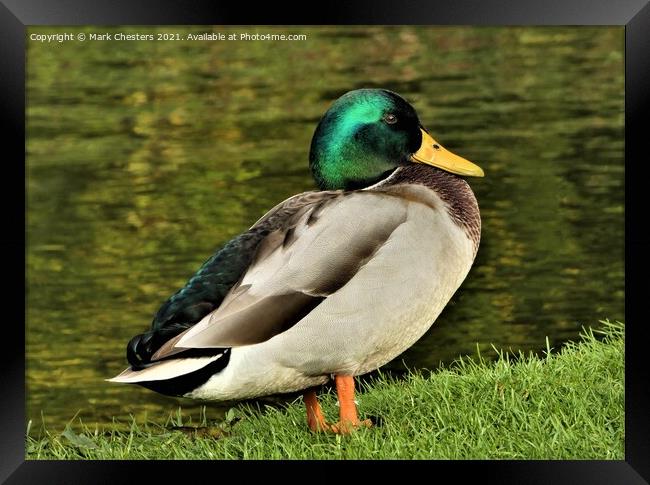 Serene Mallard by the Lake Framed Print by Mark Chesters