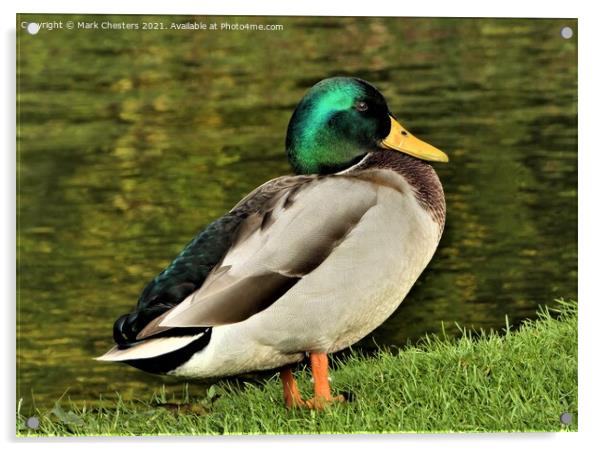 Serene Mallard by the Lake Acrylic by Mark Chesters
