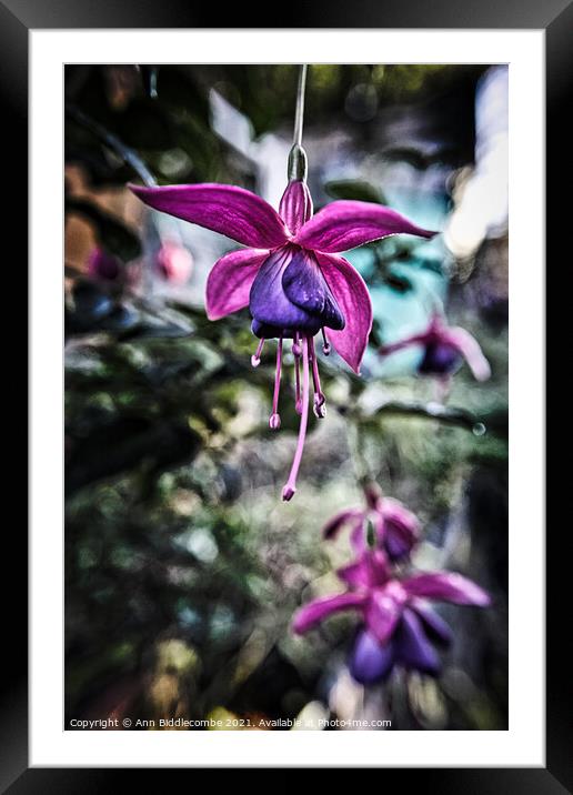 Close up of a Fuchsia  Framed Mounted Print by Ann Biddlecombe