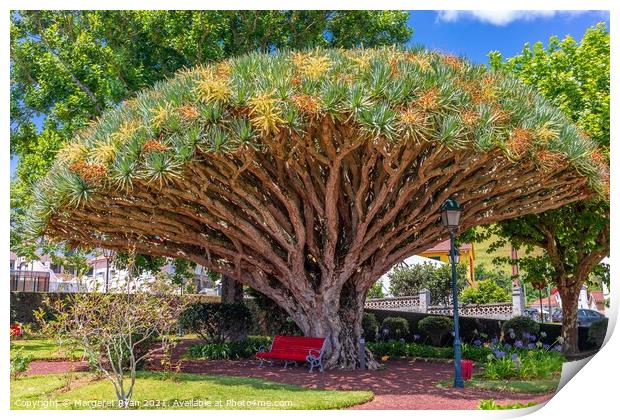 Dragon tree Print by Margaret Ryan