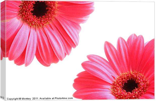 Red Gerbera Flowers On White Canvas Print by Anthony Michael 