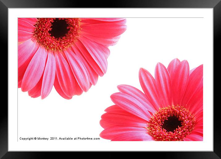 Red Gerbera Flowers On White Framed Mounted Print by Anthony Michael 