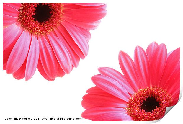 Red Gerbera Flowers On White Print by Anthony Michael 