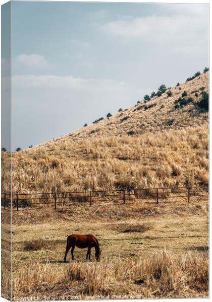 Horse on dry grass field Canvas Print by Sanga Park