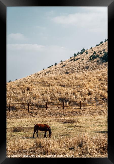 Horse on dry grass field Framed Print by Sanga Park