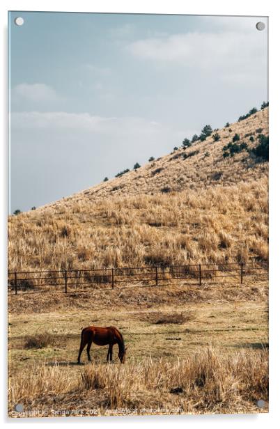 Horse on dry grass field Acrylic by Sanga Park