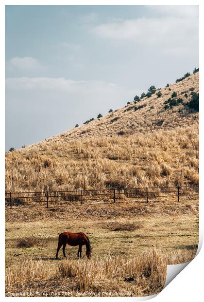 Horse on dry grass field Print by Sanga Park