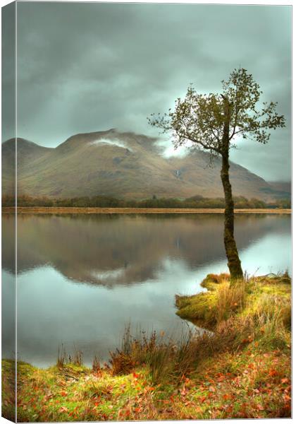 Lonesome Tree Canvas Print by Tony Bishop