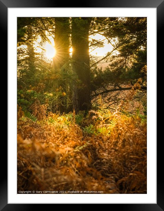 Sun Shining through the Trees Framed Mounted Print by Gary Clarricoates