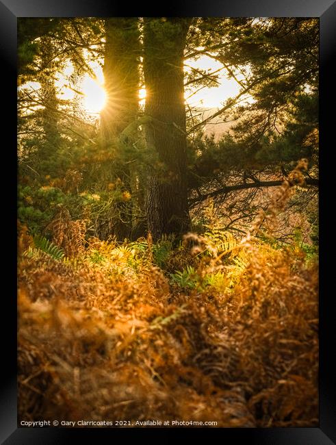 Sun Shining through the Trees Framed Print by Gary Clarricoates