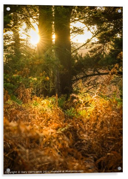 Sun Shining through the Trees Acrylic by Gary Clarricoates