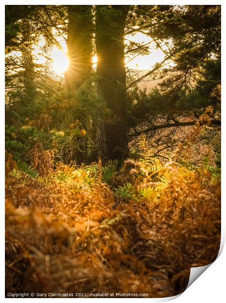 Sun Shining through the Trees Print by Gary Clarricoates