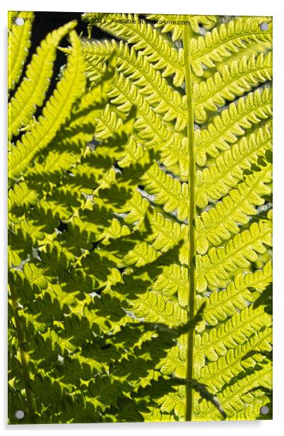 Sunlight Casts Shadows on Fern Leaves Acrylic by Mark Rosher