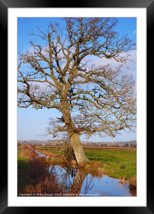 Large tree on a Somerset Rhyne. Framed Mounted Print by Philip Gough