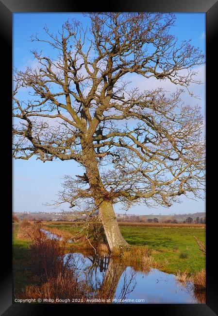 Large tree on a Somerset Rhyne. Framed Print by Philip Gough