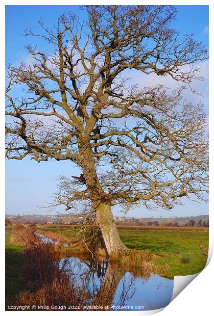 Large tree on a Somerset Rhyne. Print by Philip Gough