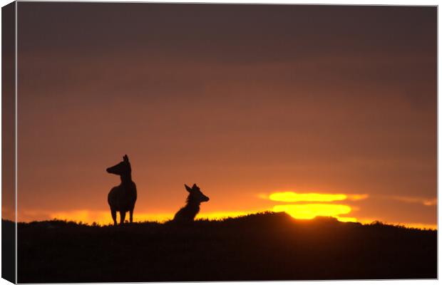 Red Deer and the Rising Sun Canvas Print by Macrae Images