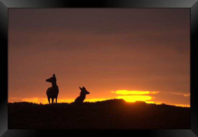 Red Deer and the Rising Sun Framed Print by Macrae Images