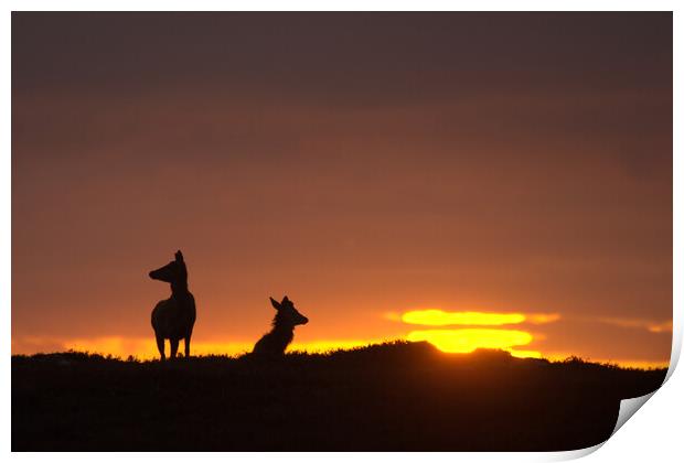 Red Deer and the Rising Sun Print by Macrae Images
