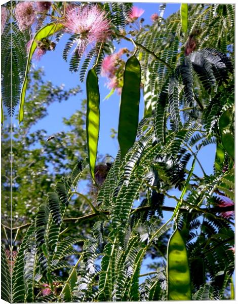 Mimosa Seeds Canvas Print by Stephanie Moore