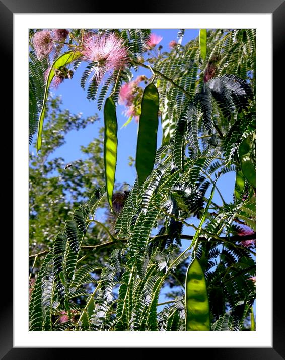Mimosa Seeds Framed Mounted Print by Stephanie Moore